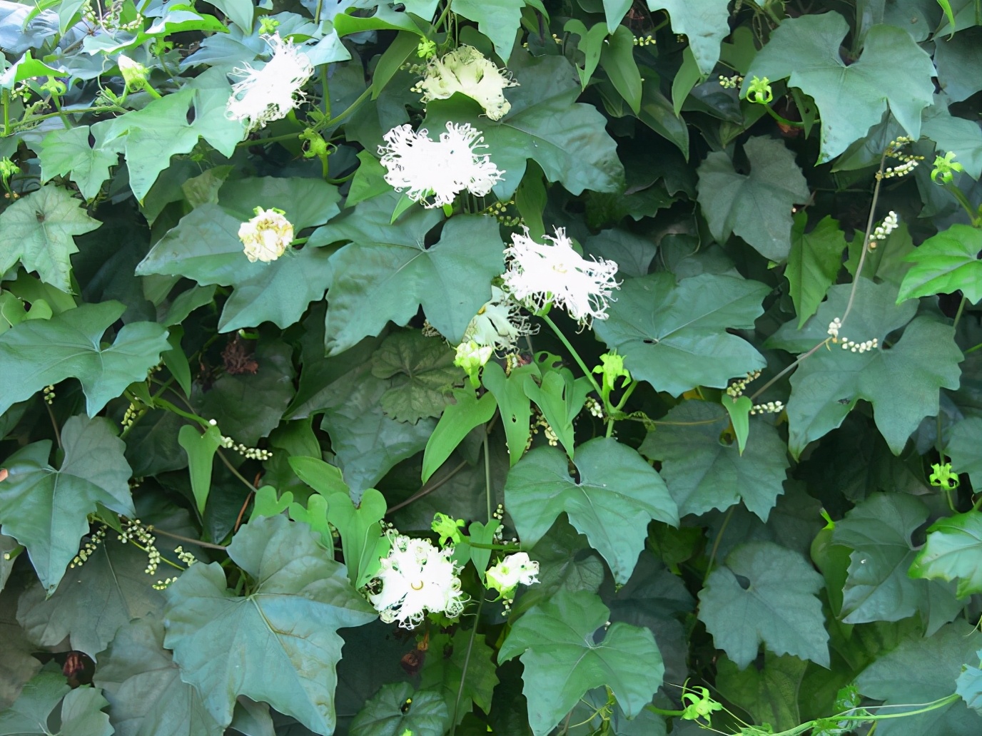 百种果子简介,百种果实图片