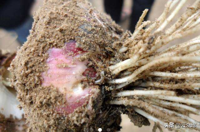 葱叶潜斑蝇怎么防治,葱蝇如何防治