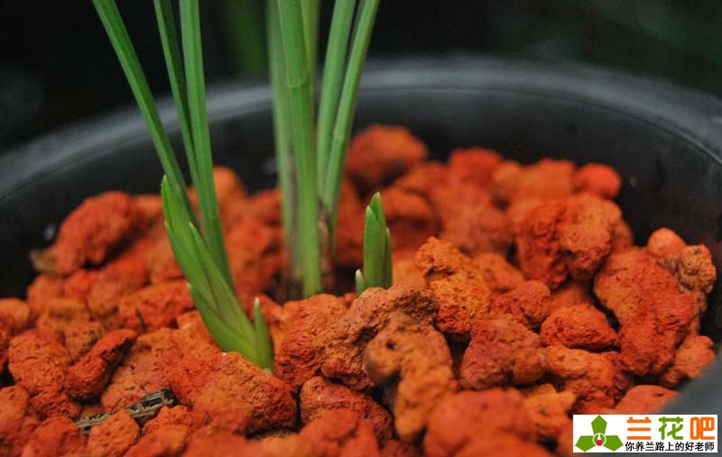 兰花叶子焦尖和黑尖的区别,兰花有一叶发黄焦尖且速度很快