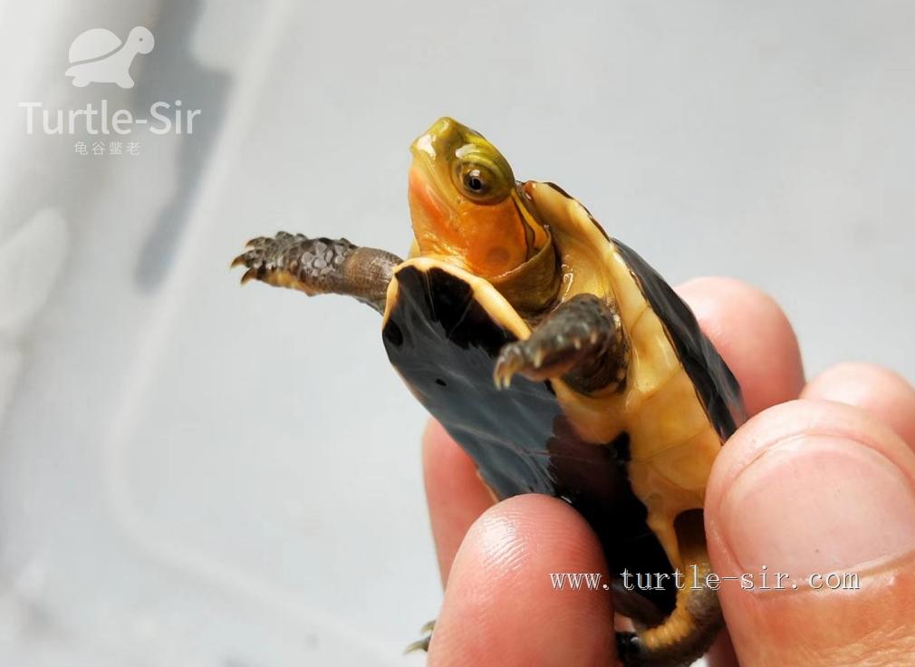 养小乌龟如何选龟粮,10元买了一只乌龟怎么养