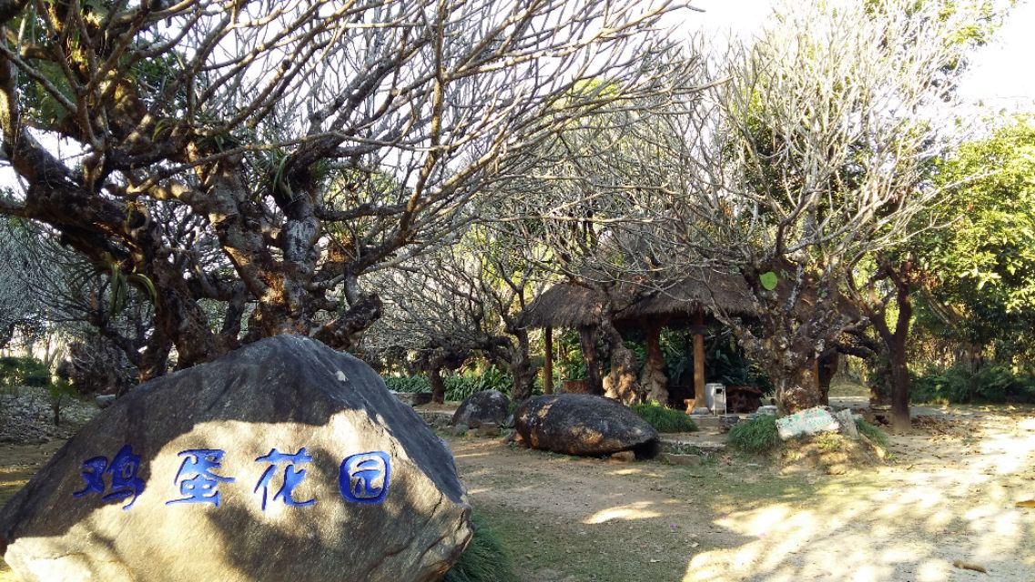 他发明了树木打点滴，到云南不要错过他的珍奇园