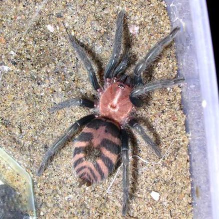 在野外奇形怪状的蜘蛛,各种宠物蜘蛛图片