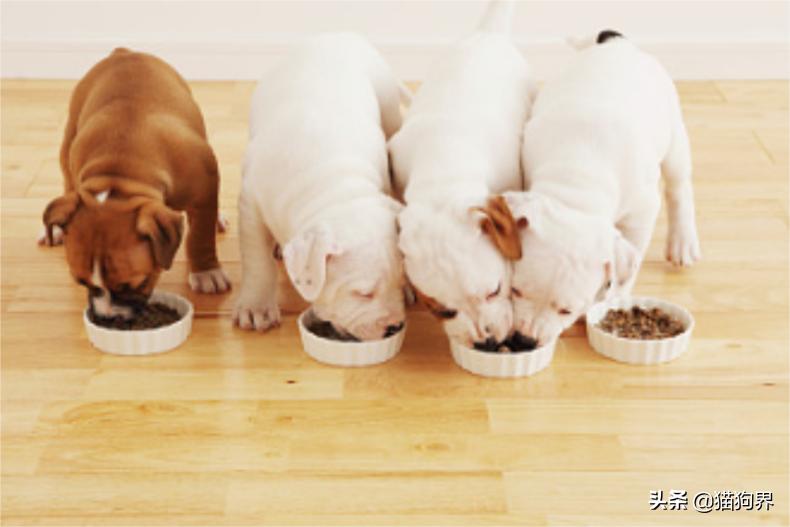 皮肤病狗狗怎么护理,皮肤病治疗狗