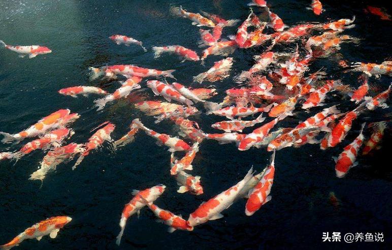 观赏鱼养死了之后如何处理？你是否也跟我一样这般做