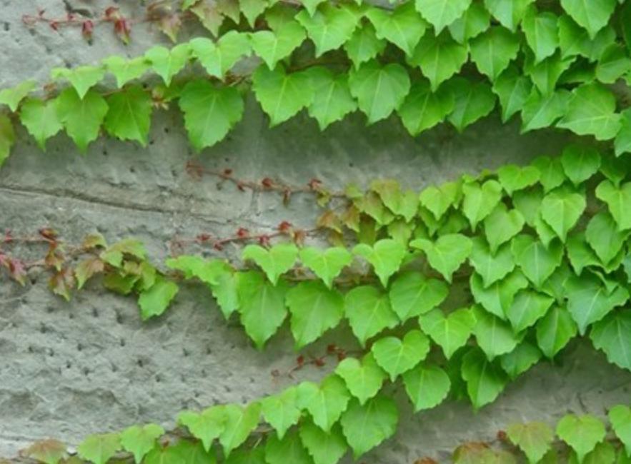 高架桥上为什么只种爬山虎,为啥高架桥要种满爬山虎