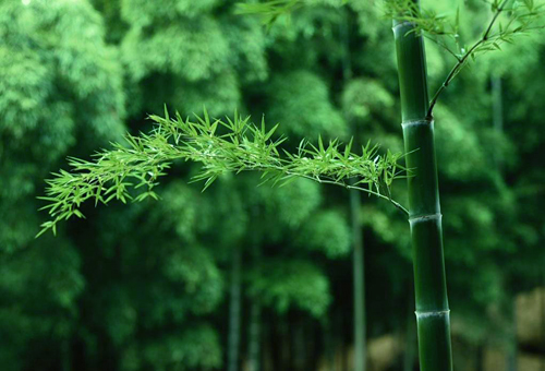 中国十大名植物,中国十大吉祥动物名称
