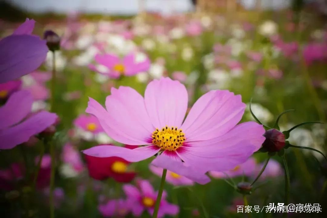 苏州太湖花海主题公园,太湖花海游乐场