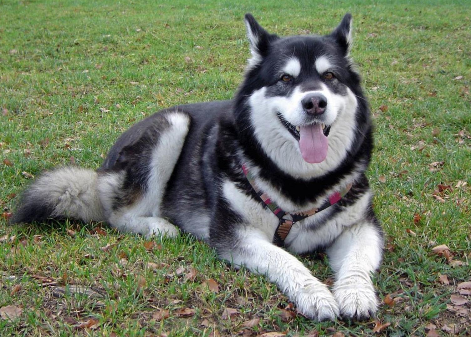 阿拉斯加犬怕鬼,阿拉斯加犬不怕主人闺蜜欺负主人