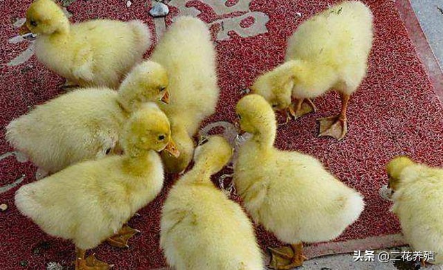 小鹅拉白痢吃什么药?小鹅脚无力怎么办?试试这种治疗方法