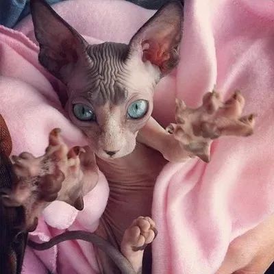 把狗毛全部剃掉对身体好吗,把狗毛都剃了狗会生气吗