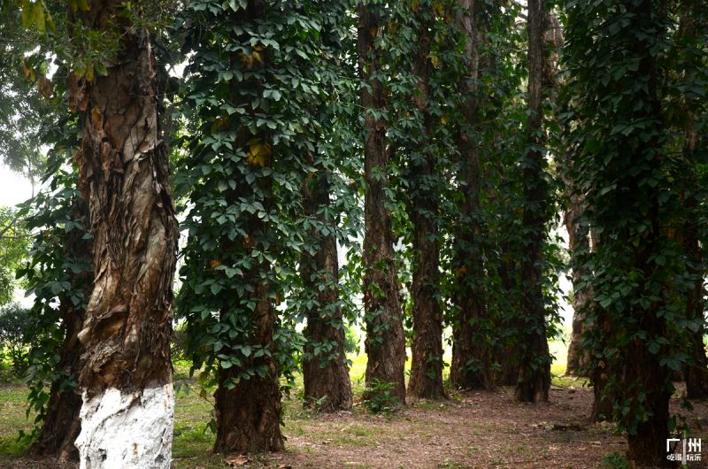 广州简约高级的拍照地方,广州免费室内拍照地方推荐