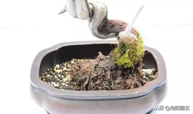 盆景花盆自制,盆景自制教程视频