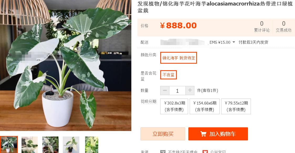 滴水观音和海芋区别,海芋和滴水观音有什么区别