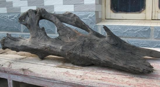 埋藏在地里千年阴沉木,农村里的宝藏植物