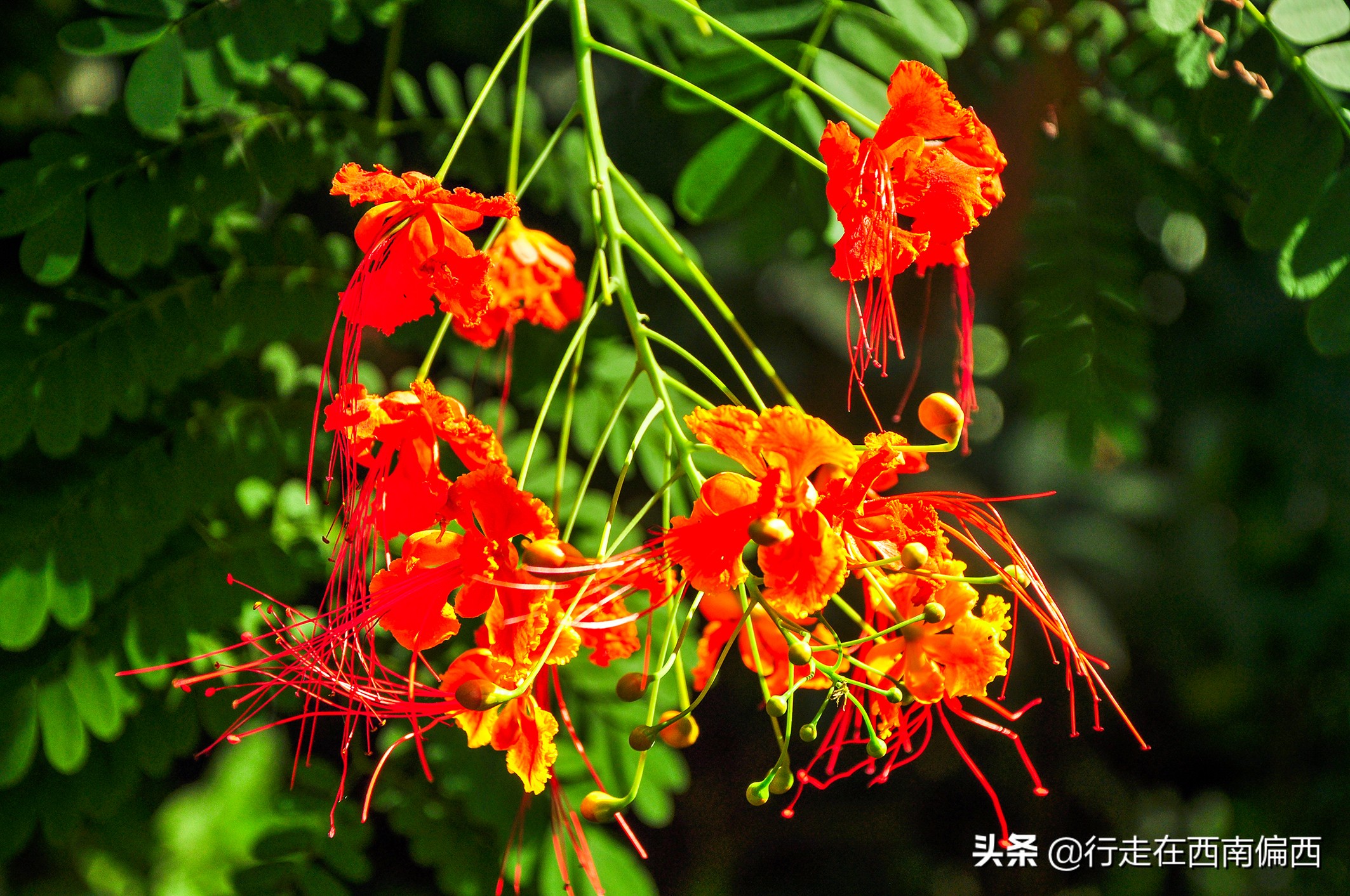 西双版纳五树六花185平米,西双版纳花的世界