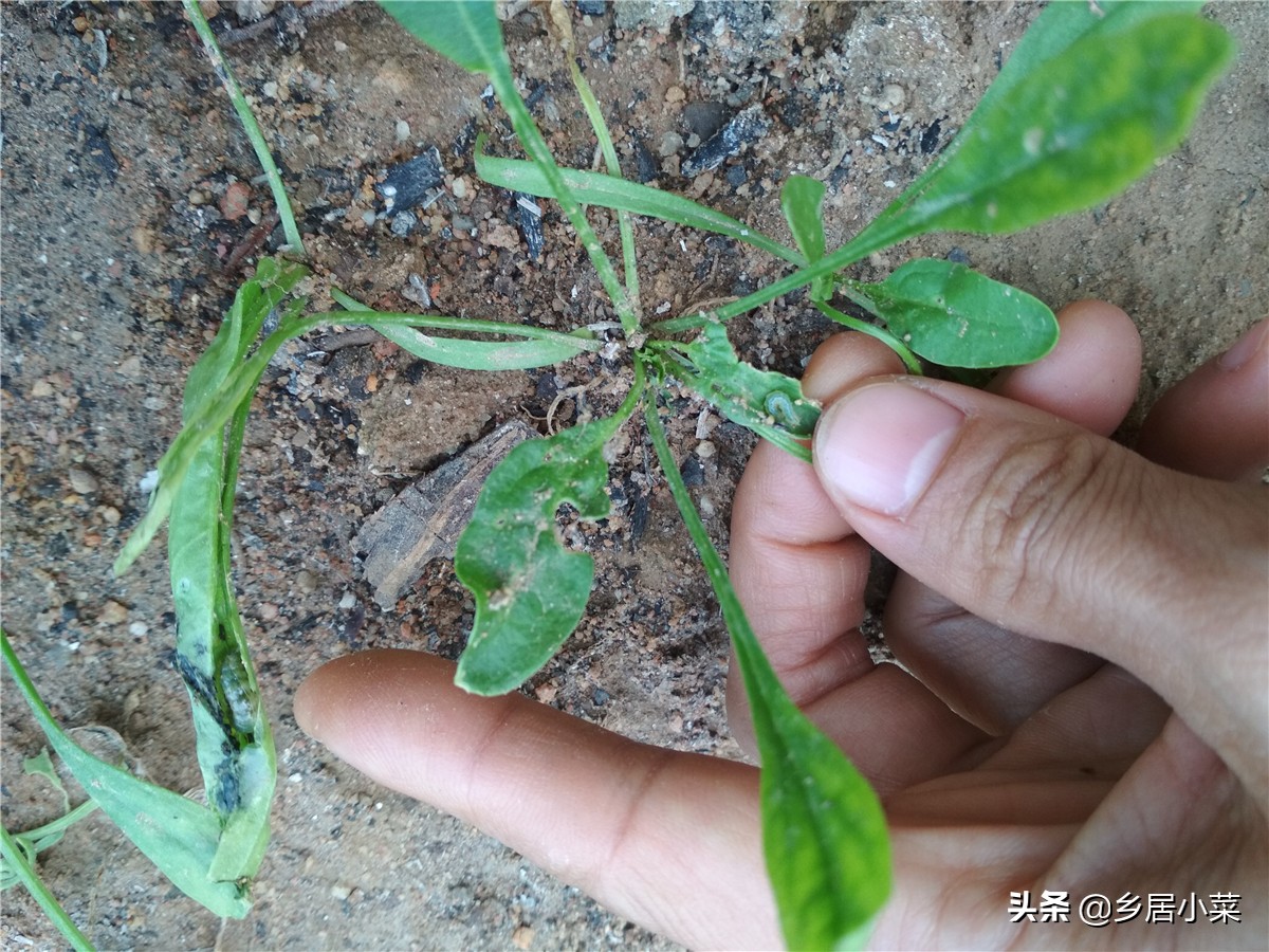 种植的菠菜根烂了怎么处理,菠菜虫害防治