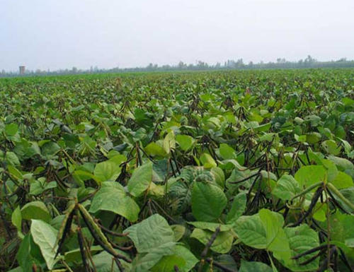 红小豆茎腐病特效药,红小豆枯萎病