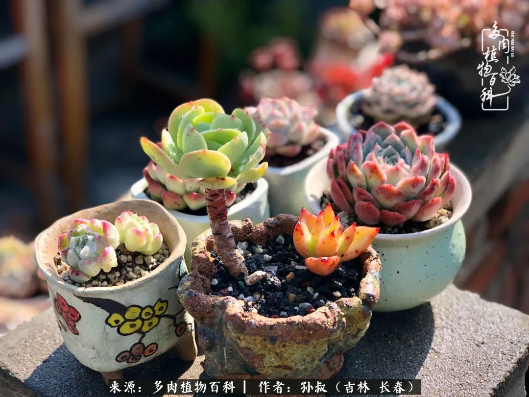 与多肉一起成长,与多肉相伴