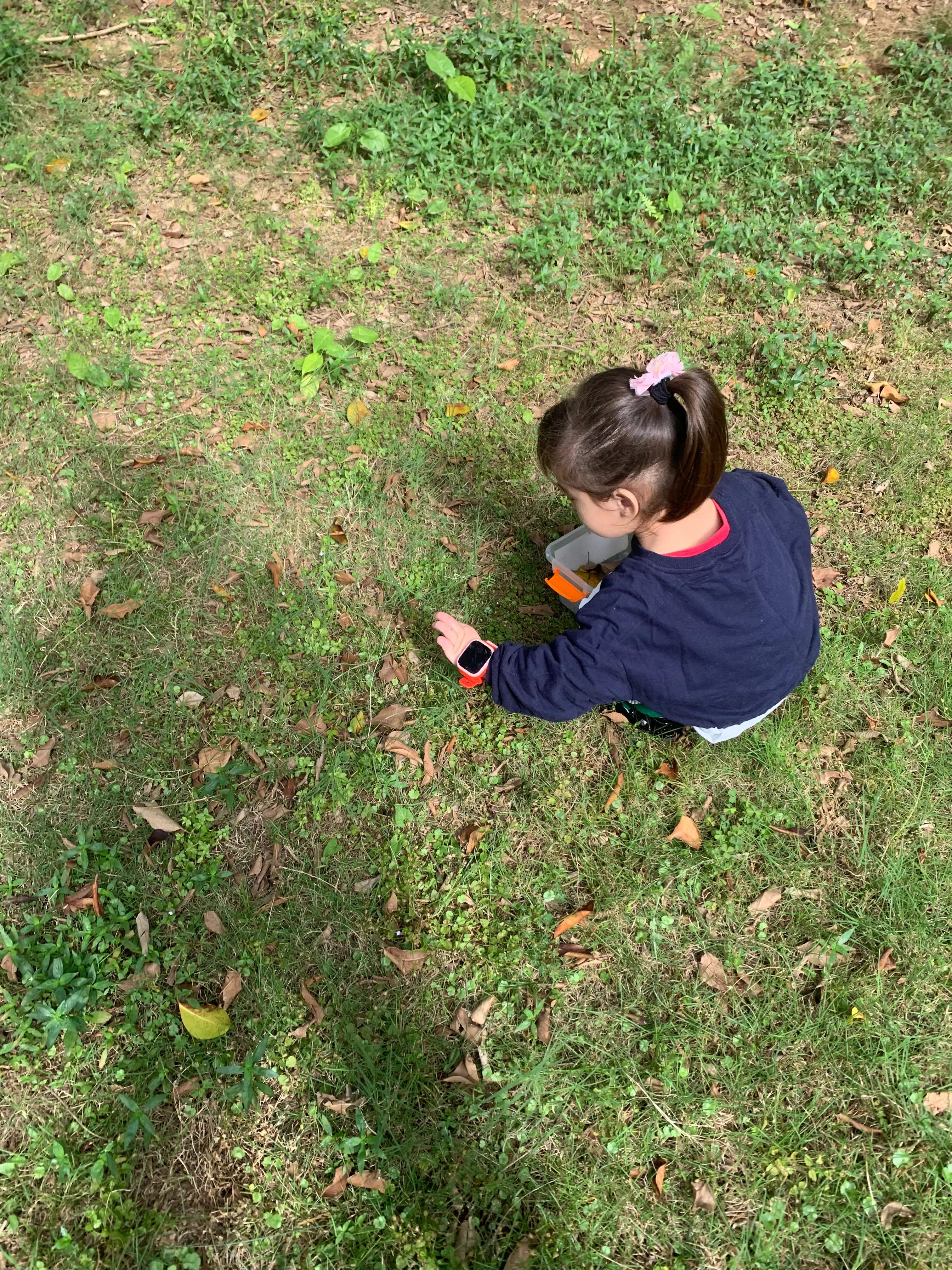 用树叶和花朵做一幅美丽的画,用银杏树叶做一幅简单漂亮的画