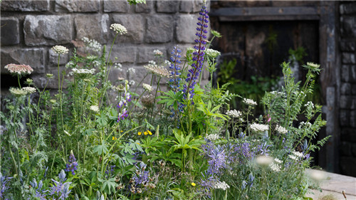 切尔西花展举办,2020年切尔西花展抢先看