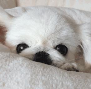 结膜炎流眼泪用眼药水没用怎么办,结膜炎眼睛流眼泪严重用什么药水