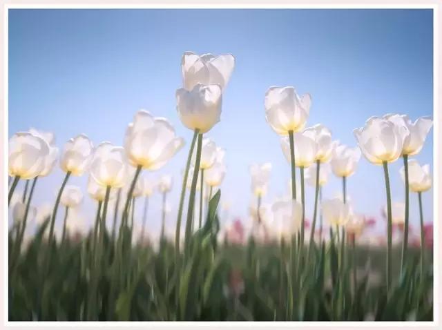 魔都四月赏花,魔都春季赏花好地方