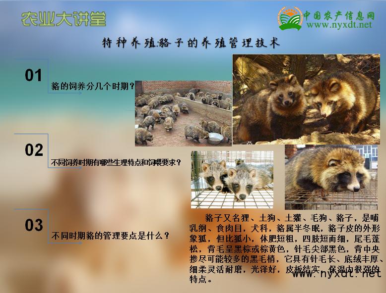 特种养殖技术视频,特种养殖獾前景成本