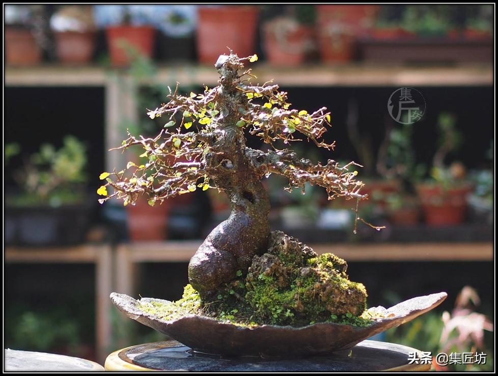 盘点五大树桩盆景流派和常用树种,盆景初学者种什么好