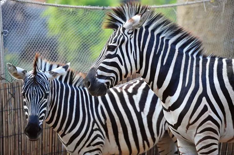 中秋国庆仅138元，两人同行玩转5A长鹿旅游休博园+童话动物王国