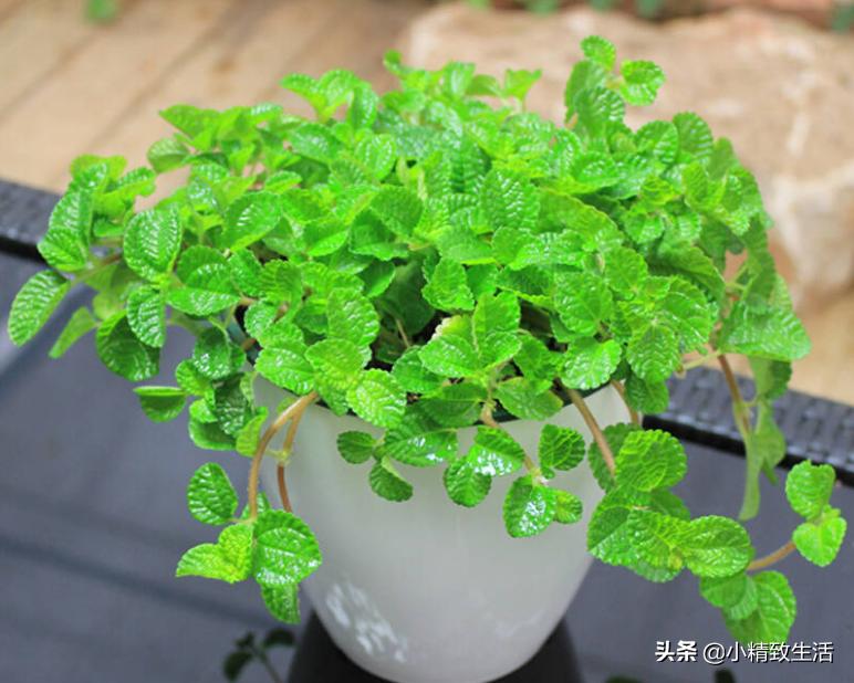 除甲醛绿植第一名又好养,除甲醛最有效果的绿植