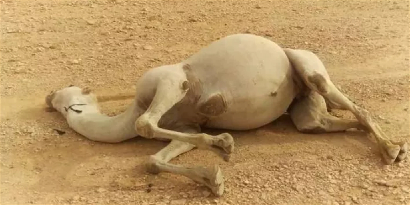 为何沙漠中能遇到渴死的骆驼,在沙漠遇到渴死的骆驼怎么不能碰