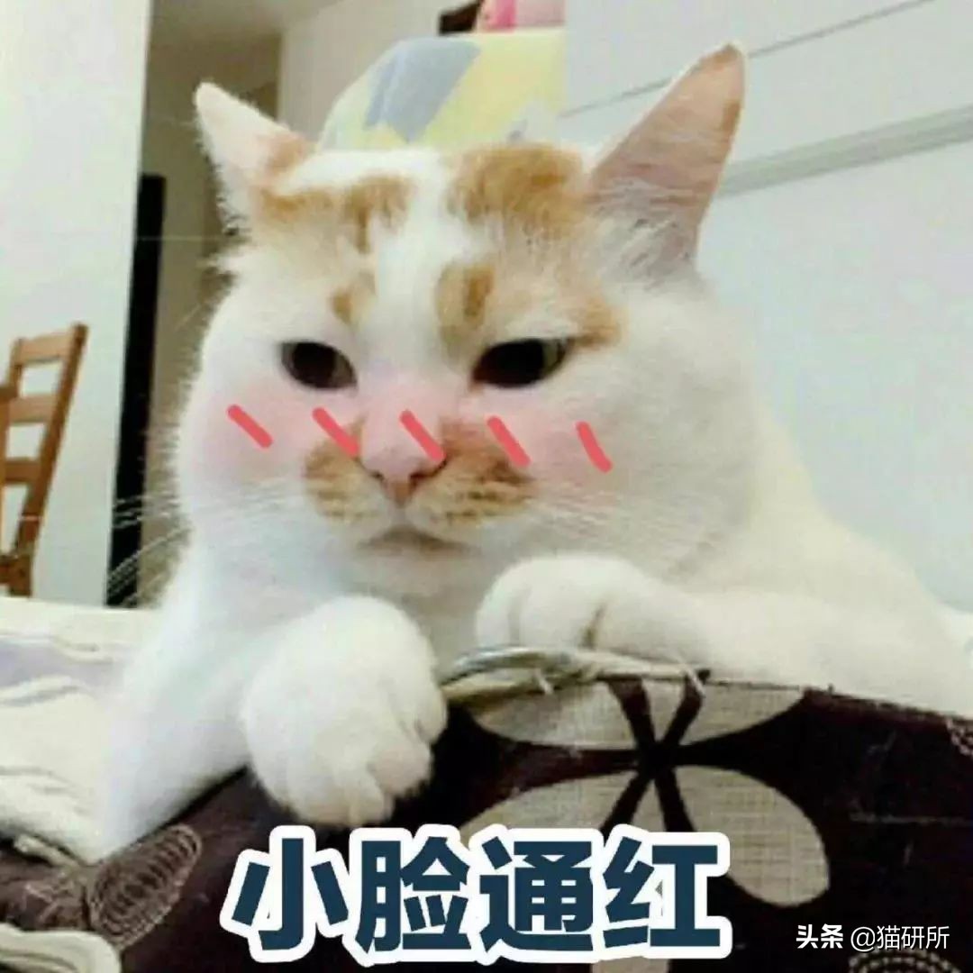 猫砂的100个常识,猫砂成分能被什么反应掉