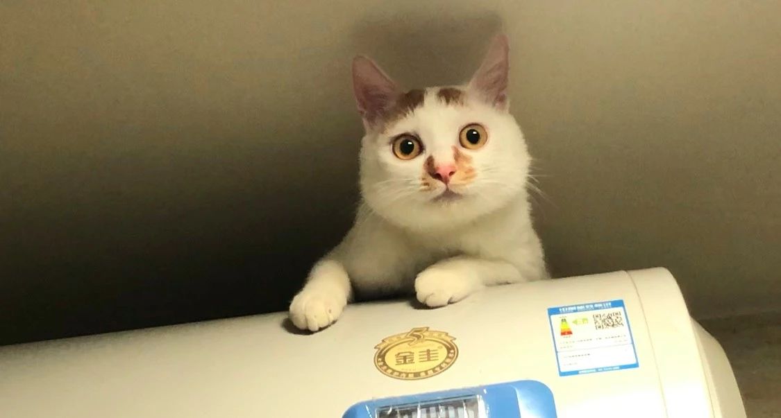 猫咪可怕的病,猫传腹口服441和针剂441的区别