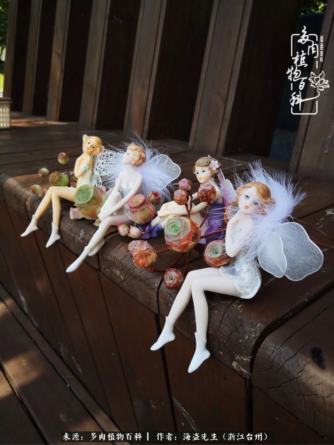 多肉玫瑰怎么才能出状态,多肉山地玫瑰唤醒方法