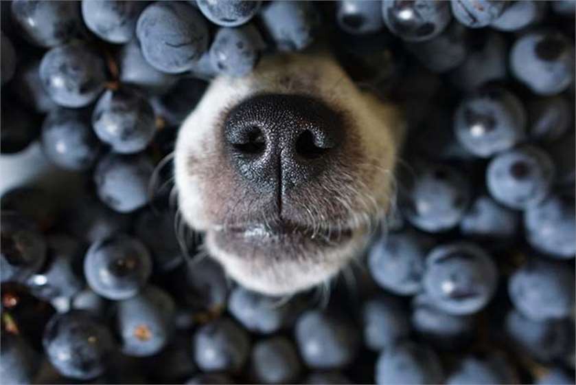 想要狗狗毛发浓密发亮吃什么,怎样让狗狗眼睛健康没有眼屎泪痕