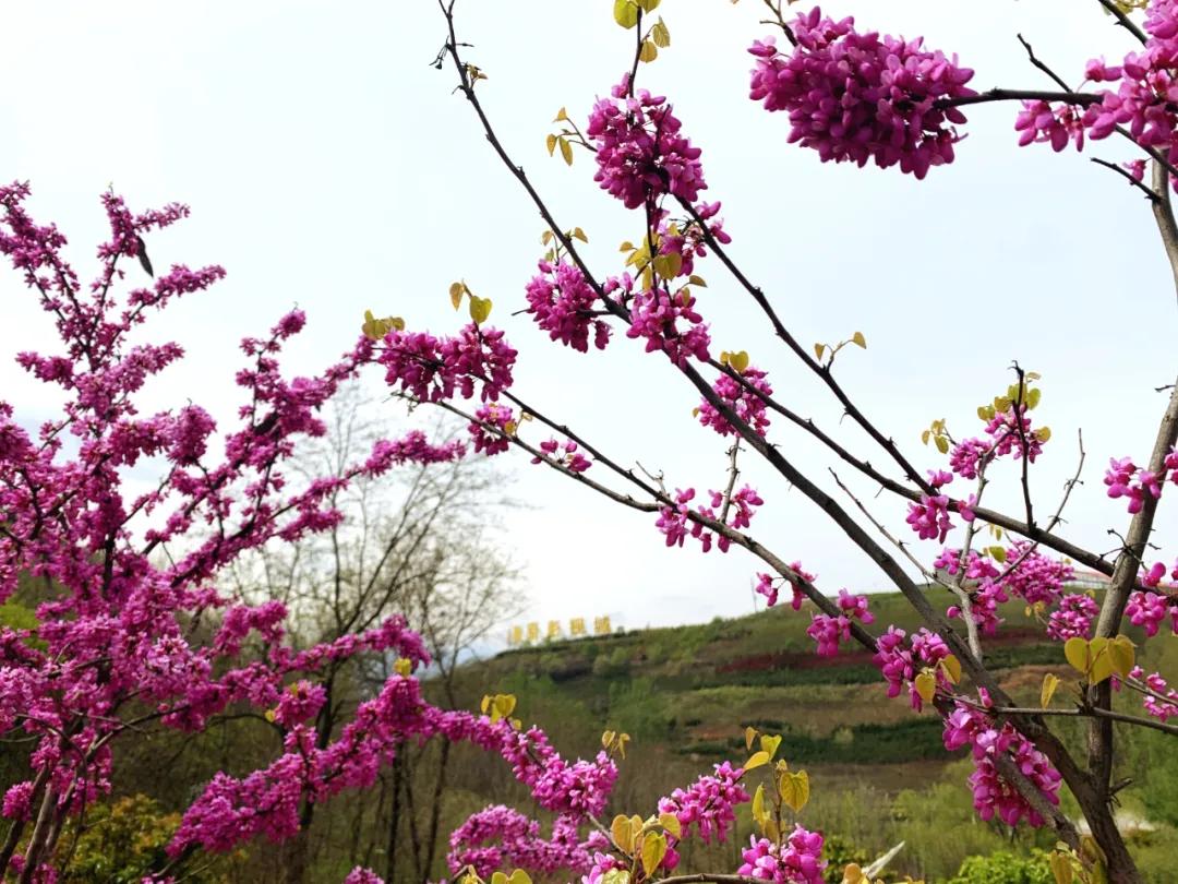清明西安出发3天最佳去处,清明节自驾西安周边2-3天短途旅游