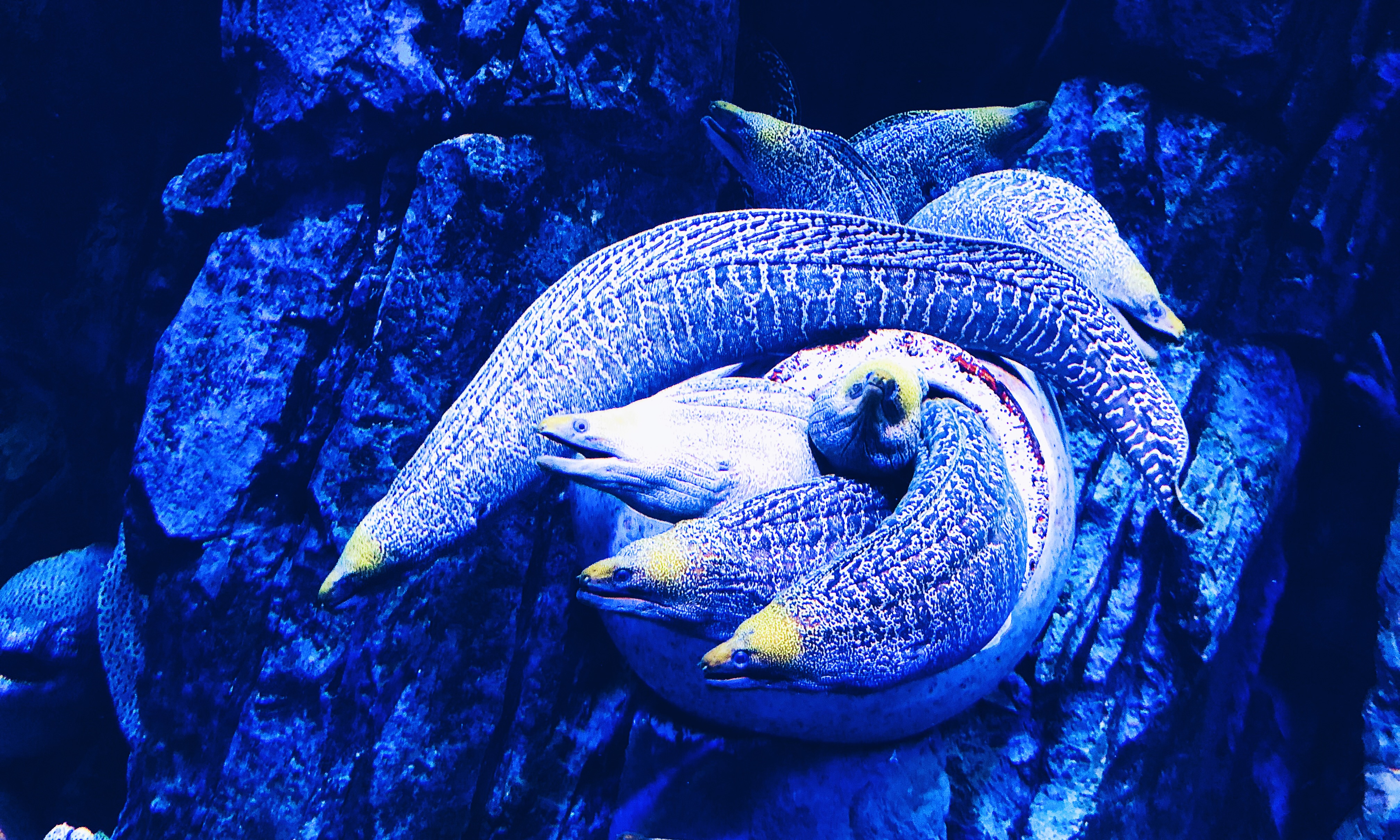 珠海长隆海洋王国吃住旅游攻略,最新珠海长隆海洋王国一日游攻略