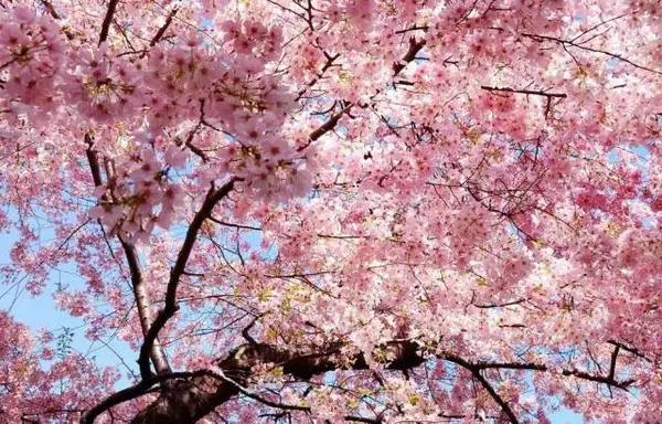 太原迎泽公园3月份看花,迎泽公园看花