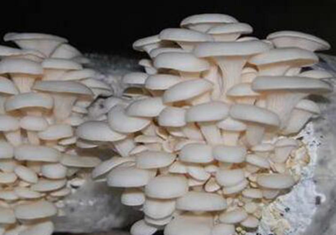 蘑菇的种植和繁殖,蘑菇种植如何配制基料