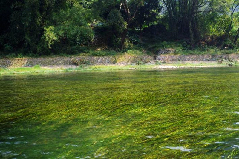 桂林旅游吃啤酒鱼哪里好吃的多,桂林阳朔在哪里吃啤酒鱼
