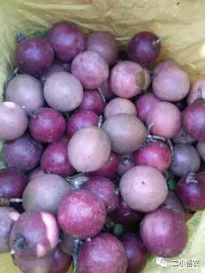 进口高端水果种植,种植技术难经济效益高的水果