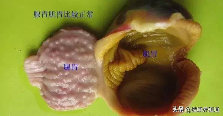 家禽疾病的常用诊断方式有哪些,家禽常见疾病及检测方法书籍