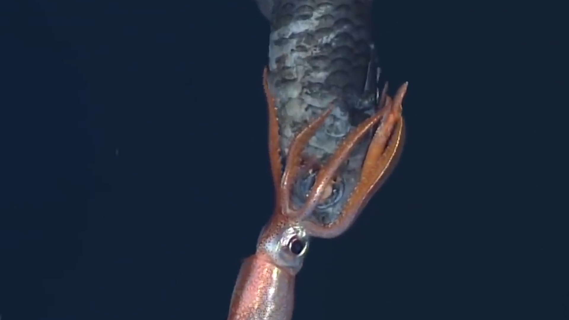 比大王乌贼还大巨型酸浆鱿,深海巨型大王酸浆鱿可以活多少年