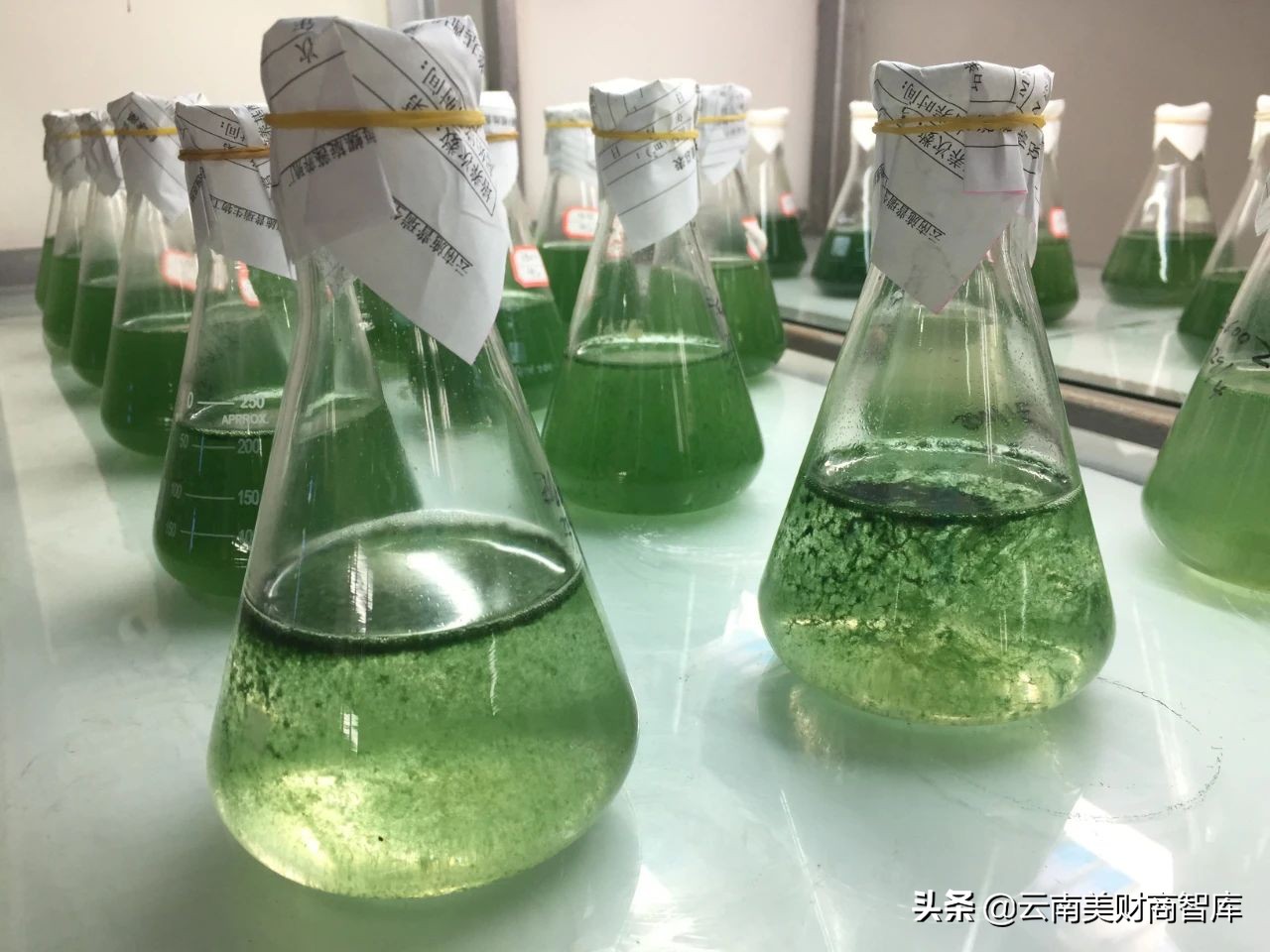 蓝钻生物股票亏了吗,蓝钻生物亏损情况