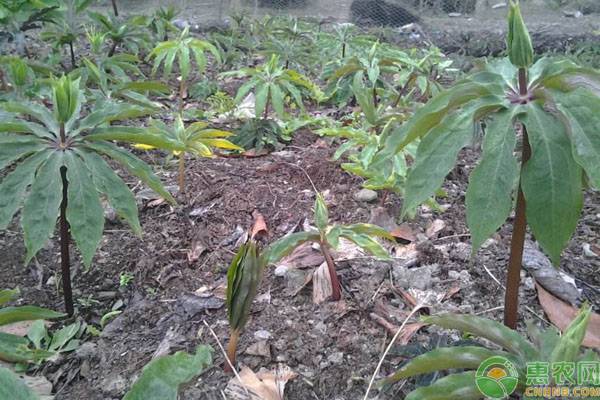 重楼种植价格表,种植重楼怎么才能买到好苗