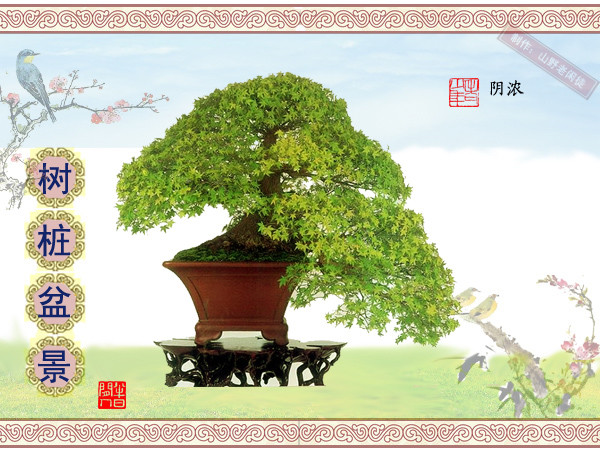 鏍戞々鐩嗘櫙楂樻竻鍥剧墖,姒旀鐩嗘櫙鏍戞々