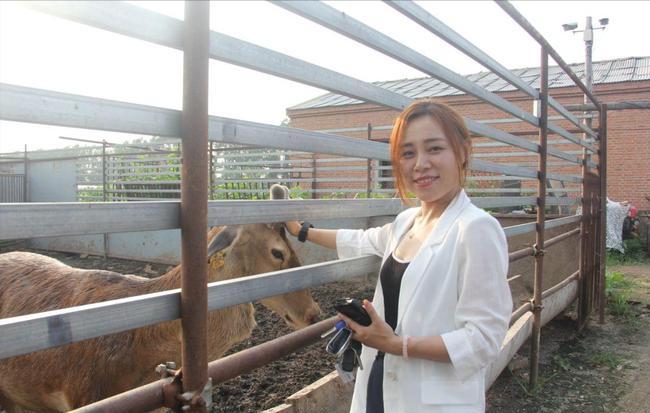 王娇养梅花鹿,梅花鹿王娇