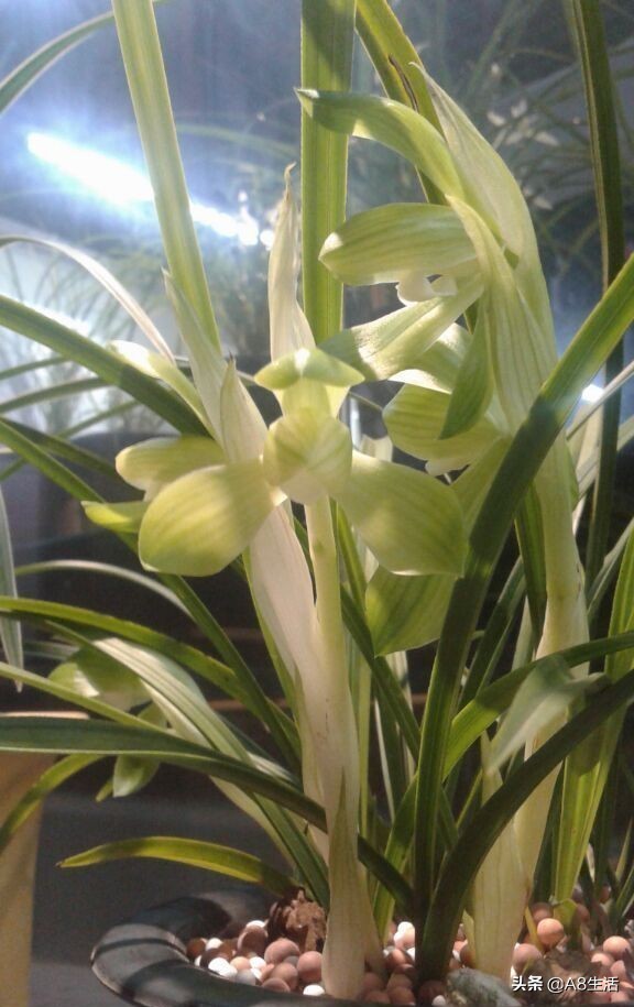 春兰张荷素兰花介绍,每日一品中国兰花春兰