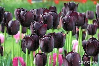 郁金香的花语是爱和永远的祝福,郁金香花期多长它的花语是什么