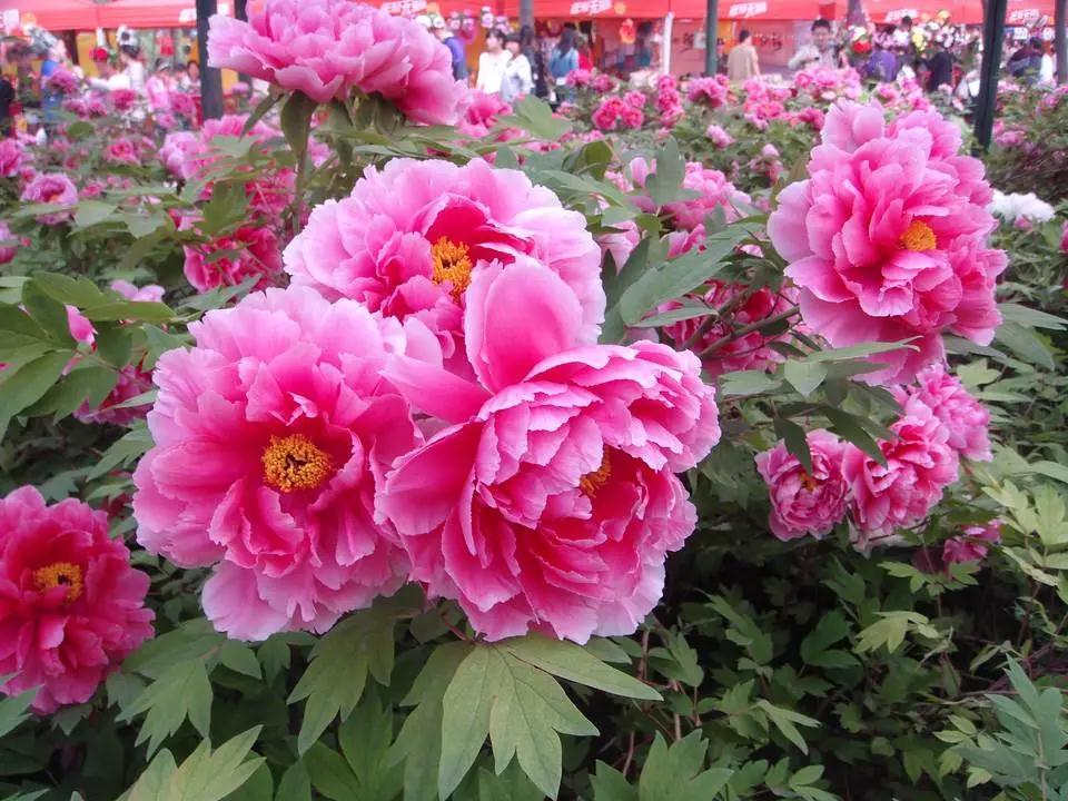 天津春天最美的花园,天津春天去赏花